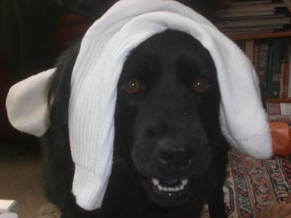 /Images/uploads/Humane Society of Utah/HSUCalendar/entries/870thumb.jpg